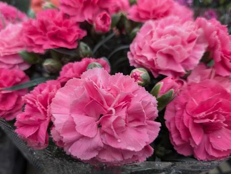 Photo, carnation, flower, flour, 