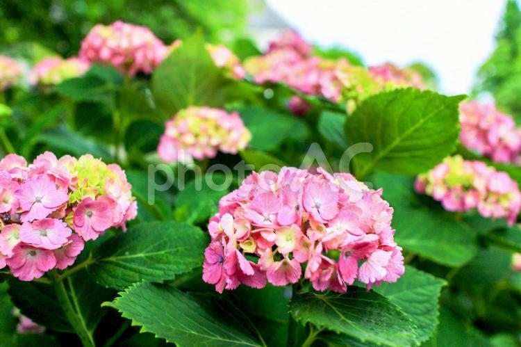 真横から撮影したピンクの紫陽花 紫陽花,梅雨,葉脈の写真素材