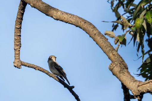 コサメビタキ⒄ コサメビタキ⒄ 鳥,コサメビタキ,野鳥の写真素材