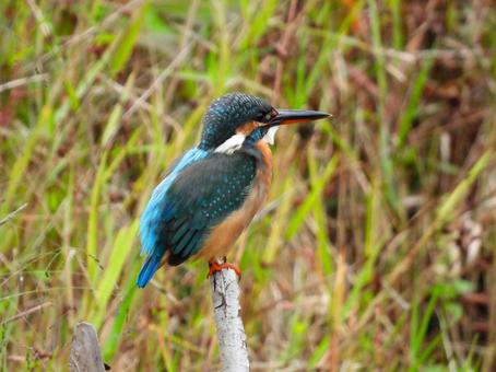 茂る草の前のカワセミの写真