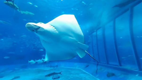 エイ 魚,沖縄,マンタの写真素材