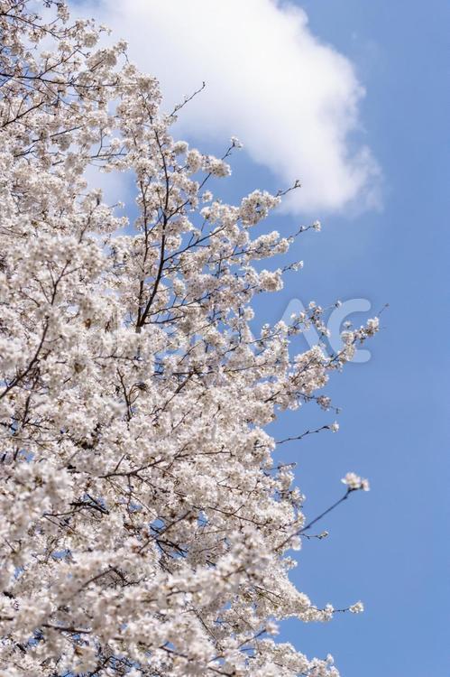 桜と青空 桜,春,花見の写真素材