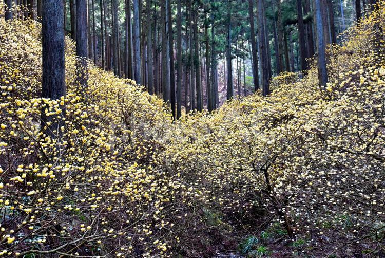 森の妖精、ミツマタの花 花,みつまた,ミツマタの写真素材