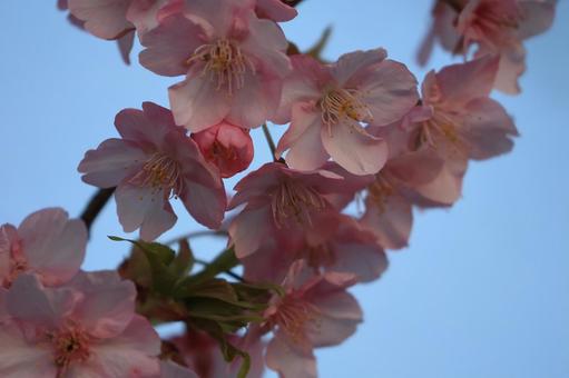 河津桜 河津桜の写真