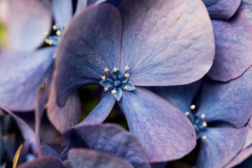 紫陽花 紫陽花の写真