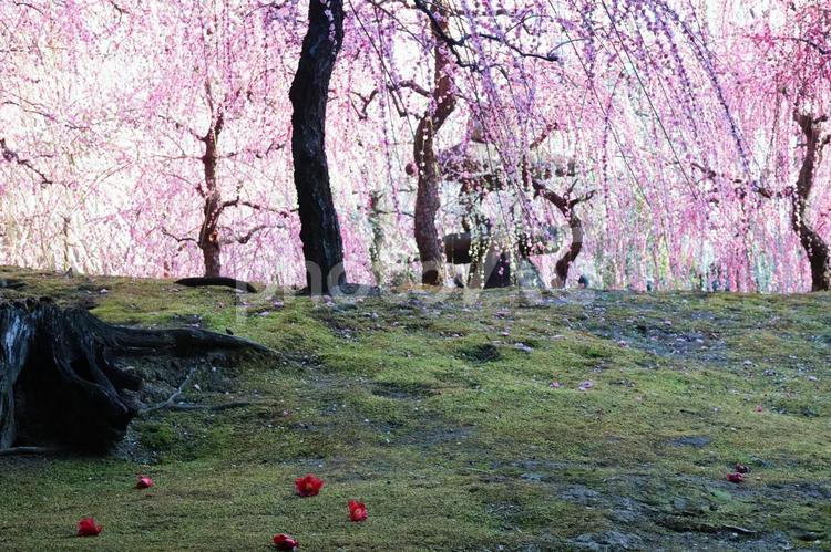 春の京都旅行のイメージ 春,旅,旅行の写真素材