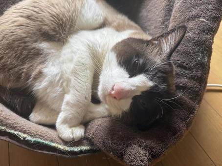 愛しい 愛しい ねこ,ハチワレ,靴下ねこの写真素材