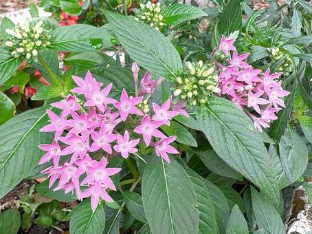 花壇に咲くピンクのペンタス 花壇に咲くピンクのペンタス ペンタス,花,植物の写真素材