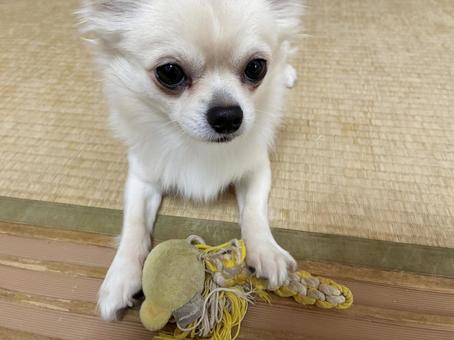 おもちゃを持ってくるチワワ チワワ,ペット,犬の写真素材