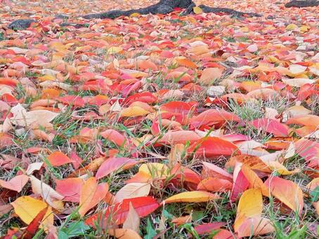 落ち葉の絨毯 落ち葉,秋,風景の写真素材