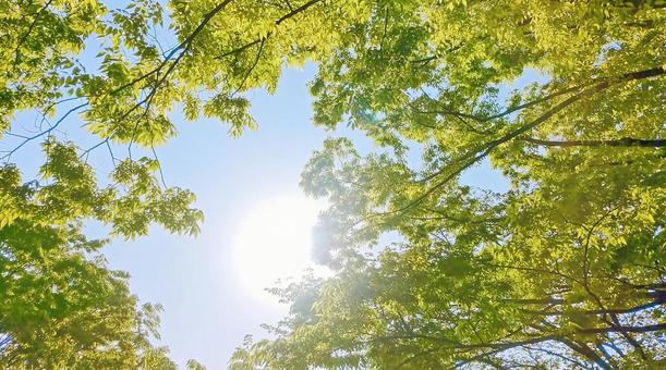 木の間からの太陽 木の間からの太陽 太陽,日差し,陽射しの写真素材