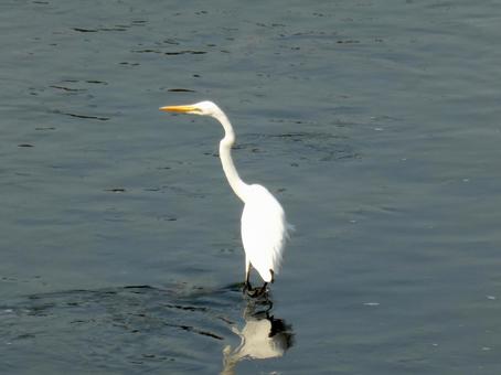 川中で採餌中、ぷいと向きを変えるダイサギ 川中で採餌中、ぷいと向きを変えるダイサギの写真