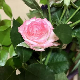 Rose (pink), JPG Rose (pink), JPG