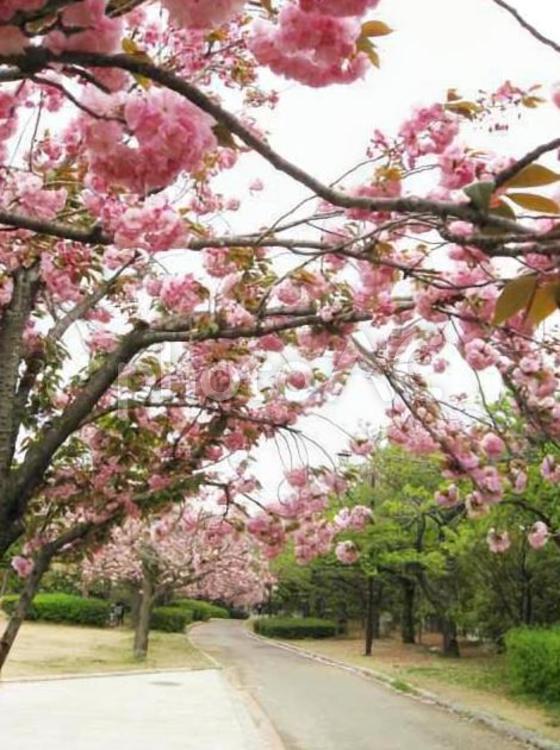 八重桜の並木道 桜,八重桜,並木道の写真素材