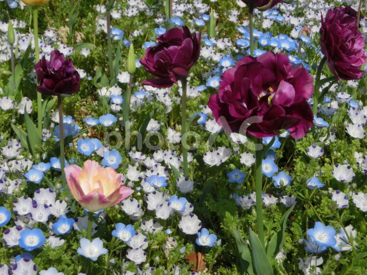 日差しを浴びて ガーデニング,公園の花,植物園の写真素材