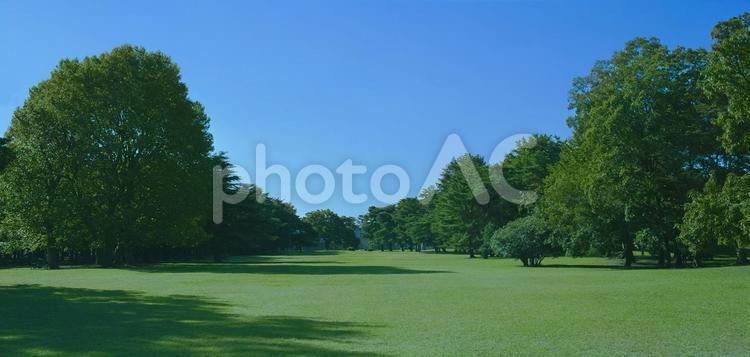 緑の公園　バナー素材 木,背景,風景の写真素材