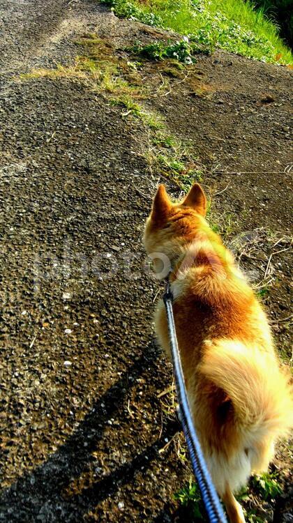 ずんずんずんずん 散歩中,歩く,犬の写真素材
