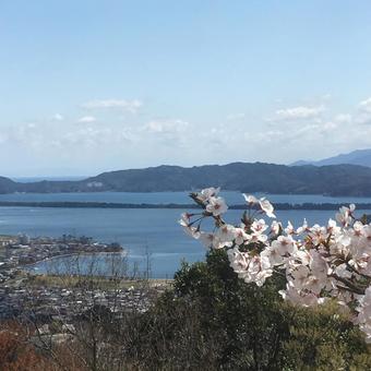 天橋立一字観桜A 天橋立一字観桜Aの写真
