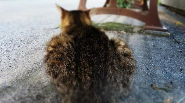 ベンチの下で夕涼みしているもふもふな猫 ベンチの下で夕涼みしているもふもふな猫の写真