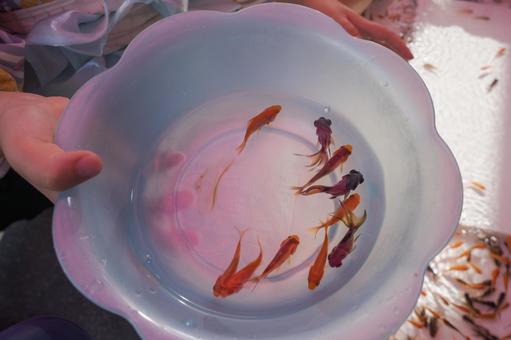 夏祭り金魚すくい002 夏祭り金魚すくい002の写真