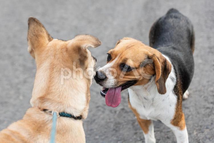 犬の挨拶 犬,散歩,屋外の写真素材