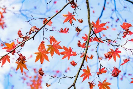［季節のイメージ］秋｜紅葉｜もみじ 紅葉,もみじ,楓の写真素材