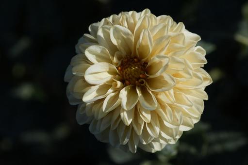 ダリア（マドレーヌムーン）の写真