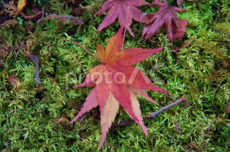 赤もみじの落ち葉　（神奈川県鎌倉市） 赤もみじ,モミジ,もみじの写真素材