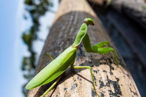 夏のカマキリ 生き物,自然,カマキリの写真素材
