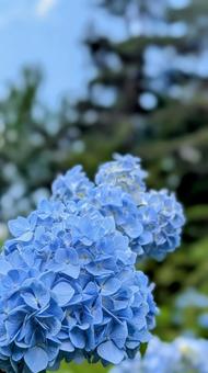 Summer colors, hydrangea gradation, JPG Summer colors, hydrangea gradation, JPG