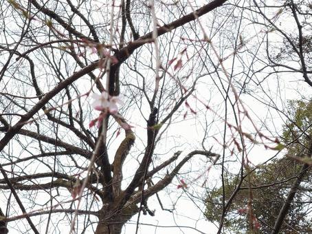 春の便り 春の便りの写真