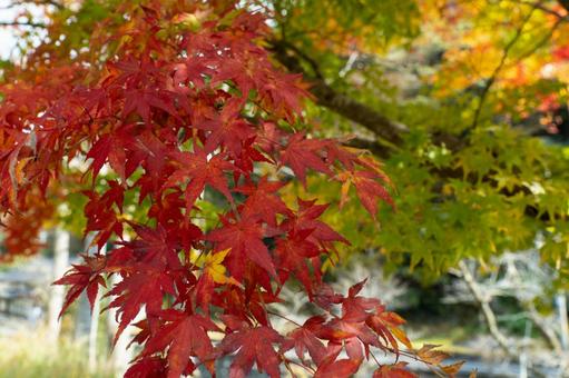 紅葉 自然,落ち着く,リラックスの写真素材