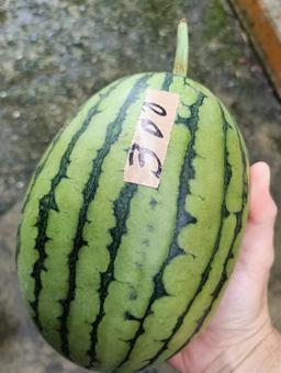 無人販売所のスイカ 無人販売所のスイカ 無人販売所,西瓜,スイカの写真素材