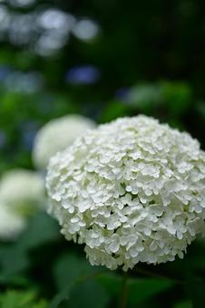 Pure White Harmony, JPG Pure White Harmony, JPG