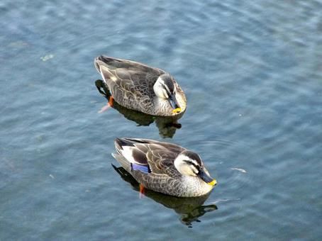 川面をスイスイ泳ぐカルガモのつがい 川面をスイスイ泳ぐカルガモのつがいの写真