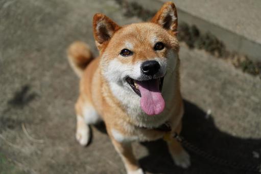 柴犬 お座り 舌出し笑顔 2025年8月 柴犬 お座り 舌出し笑顔 2025年8月 犬,柴犬,カワイイの写真素材
