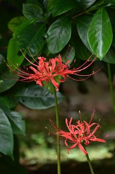 秋の花:ヒガンバナ48 秋の花:ヒガンバナ48 植物,flower植物,ヒガンバナの写真素材