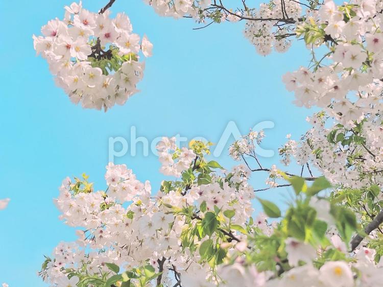 美しい桜の花、青空と春の訪れ 桜,花,植物の写真素材