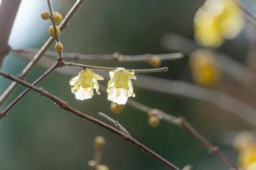 優雅に咲く蝋梅の花 優雅に咲く蝋梅の花の写真