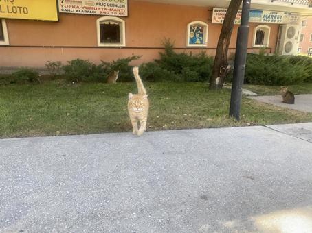 歩くトルコの猫 歩くトルコの猫の写真