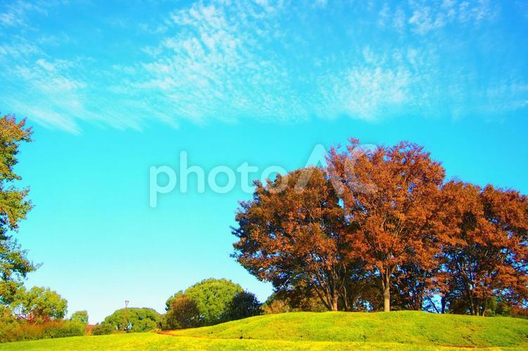 秋晴れの空と紅葉した木々 秋,紅葉,青空の写真素材