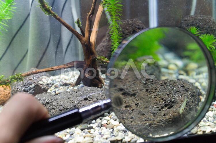 ミナミヌマエビを虫眼鏡で拡大 水,水槽,アクアリウムの写真素材