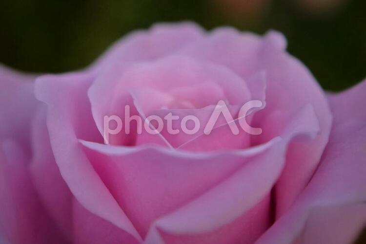 美しいピンクの薔薇の花 植物,花,薔薇の写真素材