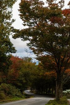 紅葉のトンネルへと続く道 紅葉,並木道,トンネルの写真素材