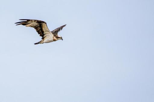 ミサゴ(110)の写真