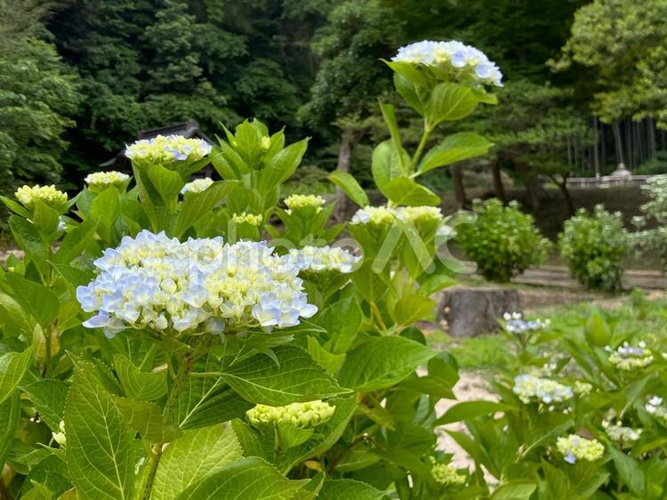 淡いブルーのあじさい３ アジサイ,花,紫陽花の写真素材
