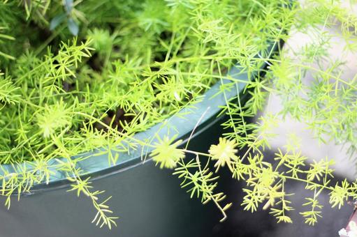 植物 植物の写真