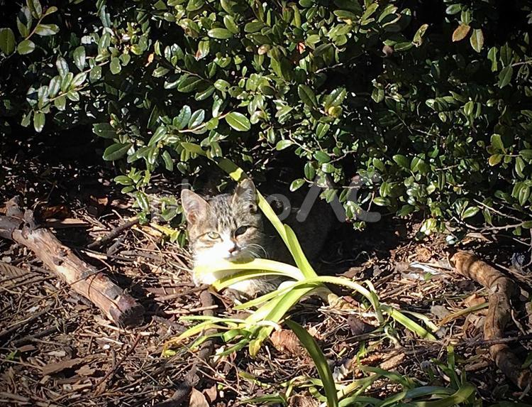 茂みから見つめる子猫ちゃん 猫,ネコ,ねこの写真素材