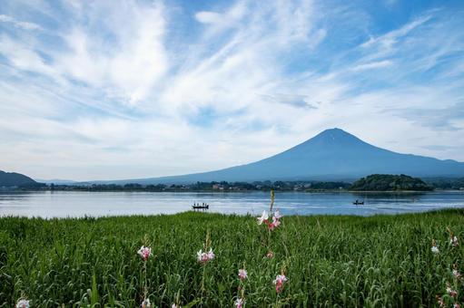 夏の富士 夏の富士 大石公園,日本の風景,富士山の写真素材