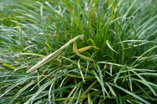 草むらのカマキリ カマキリ,虫,昆虫の写真素材